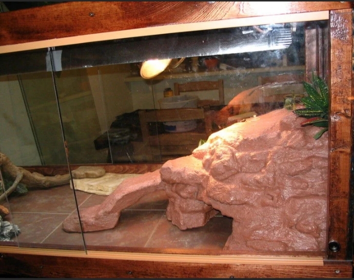 11 Different Ideas how to décor your Bearded Dragon Cage