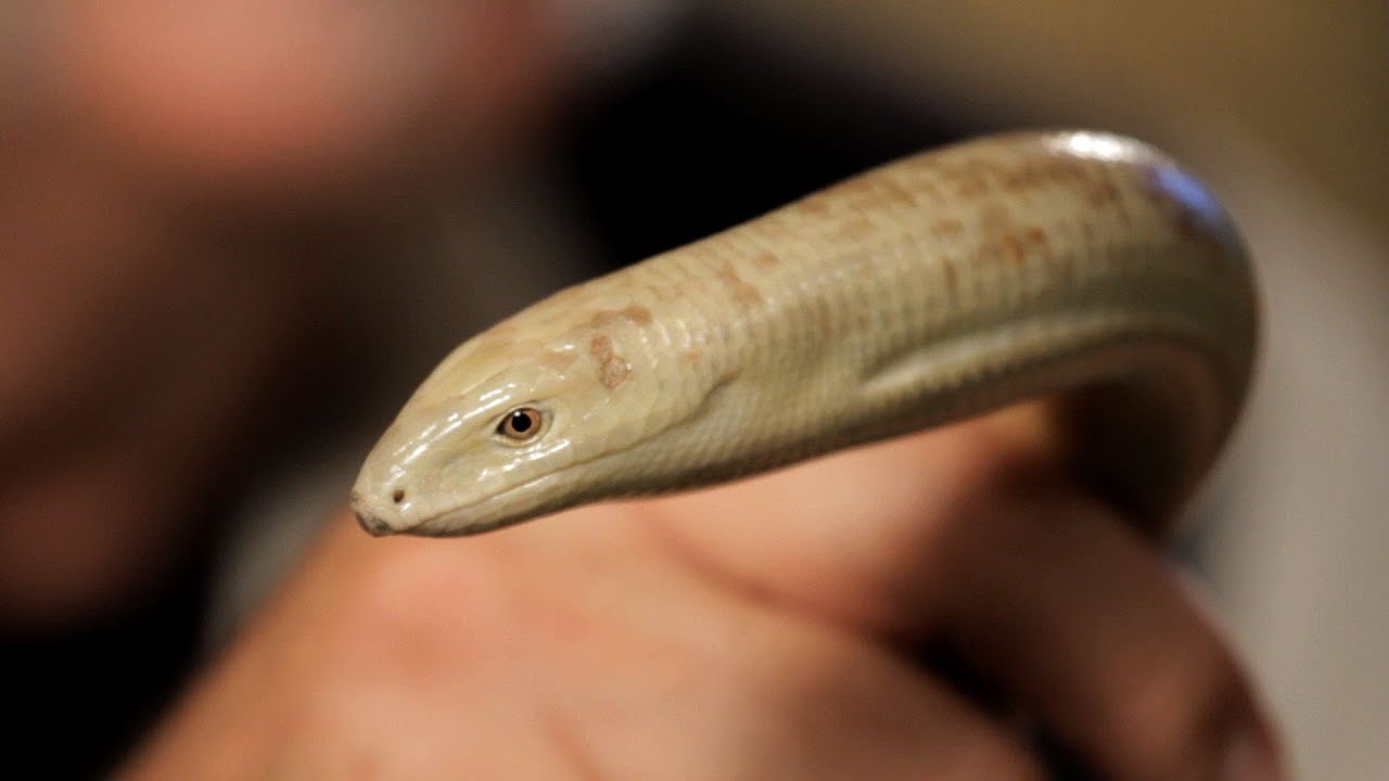 Lizard that looks like a snake with legs