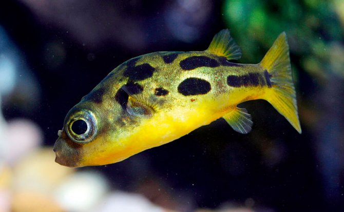 dwarf puffers