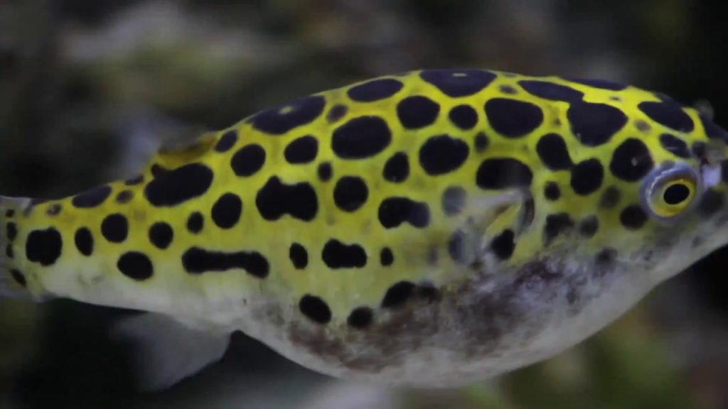 green puffer