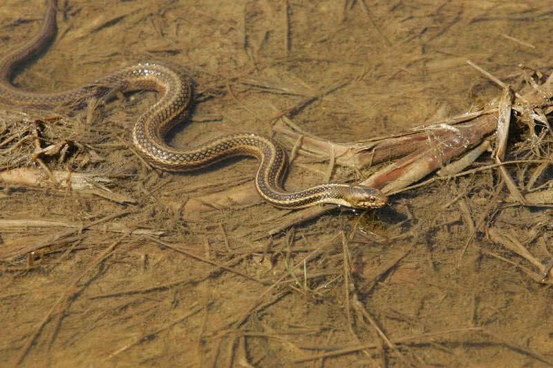 eastern garter snake