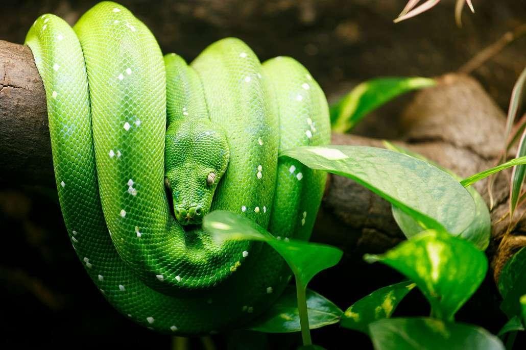 green tree python
