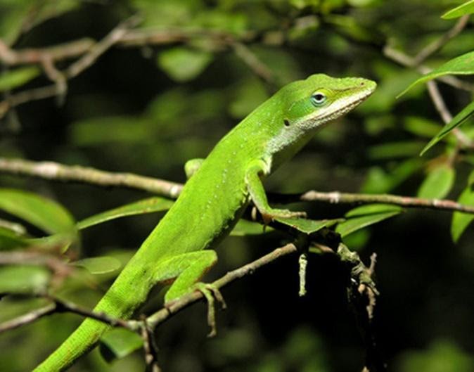 Green Anole is worst lizards for beginner