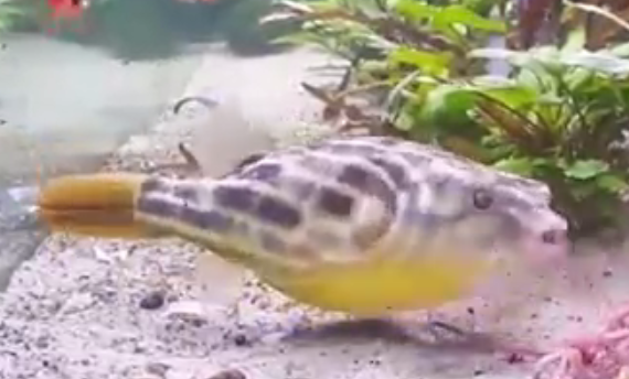 Fahaka Puffer
