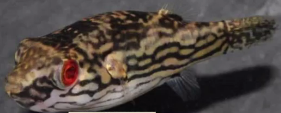 Red Eye Puffer