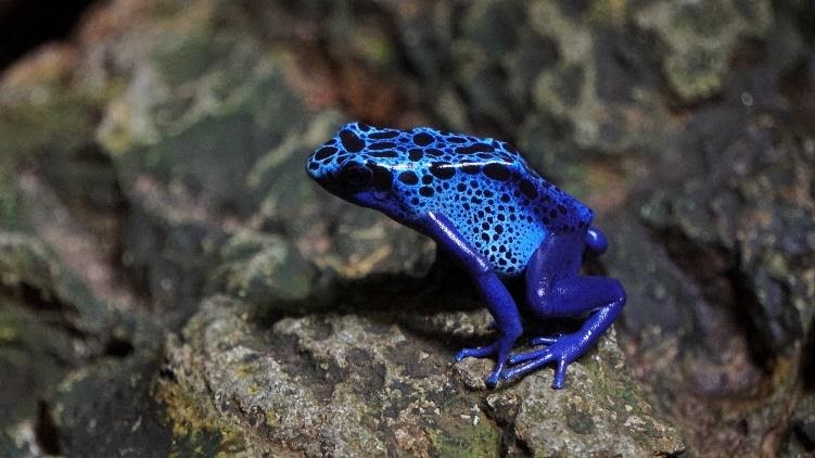 Dart Frogs