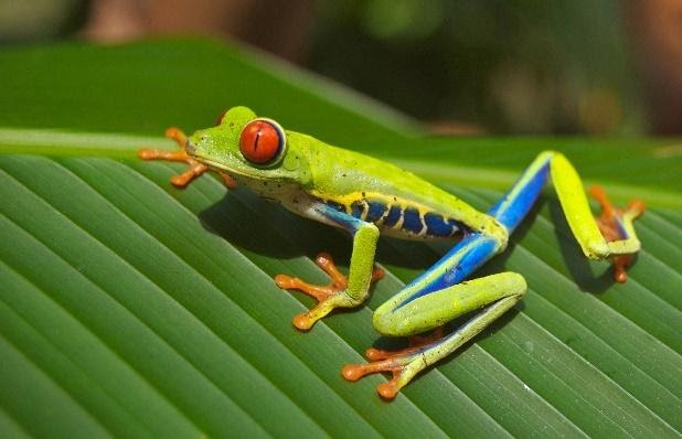 Red-eye tree frog
