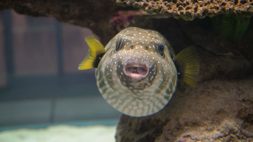 florida puffer fish