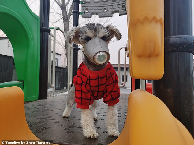 dog masks