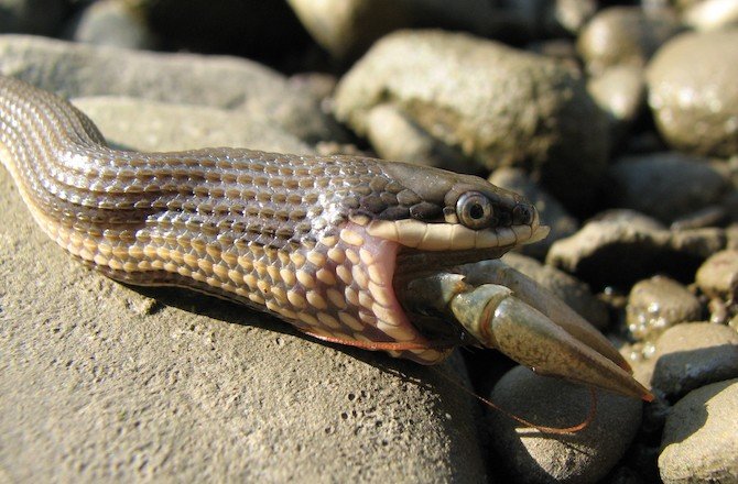 snake is eating