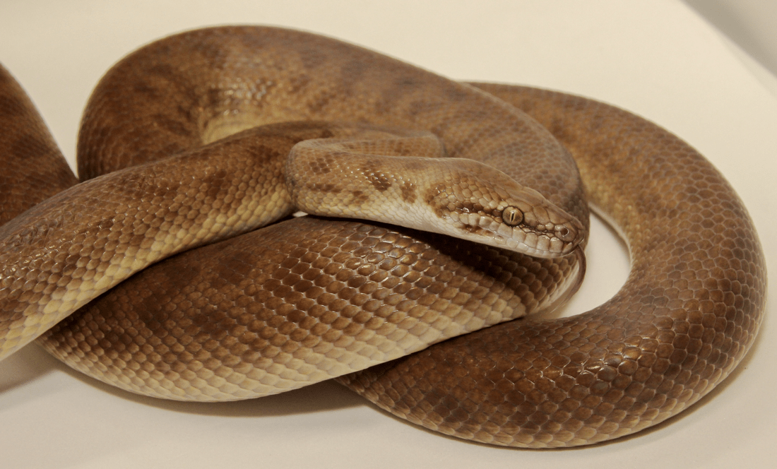 Children’s Python