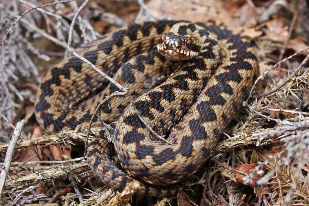 European Vipers
