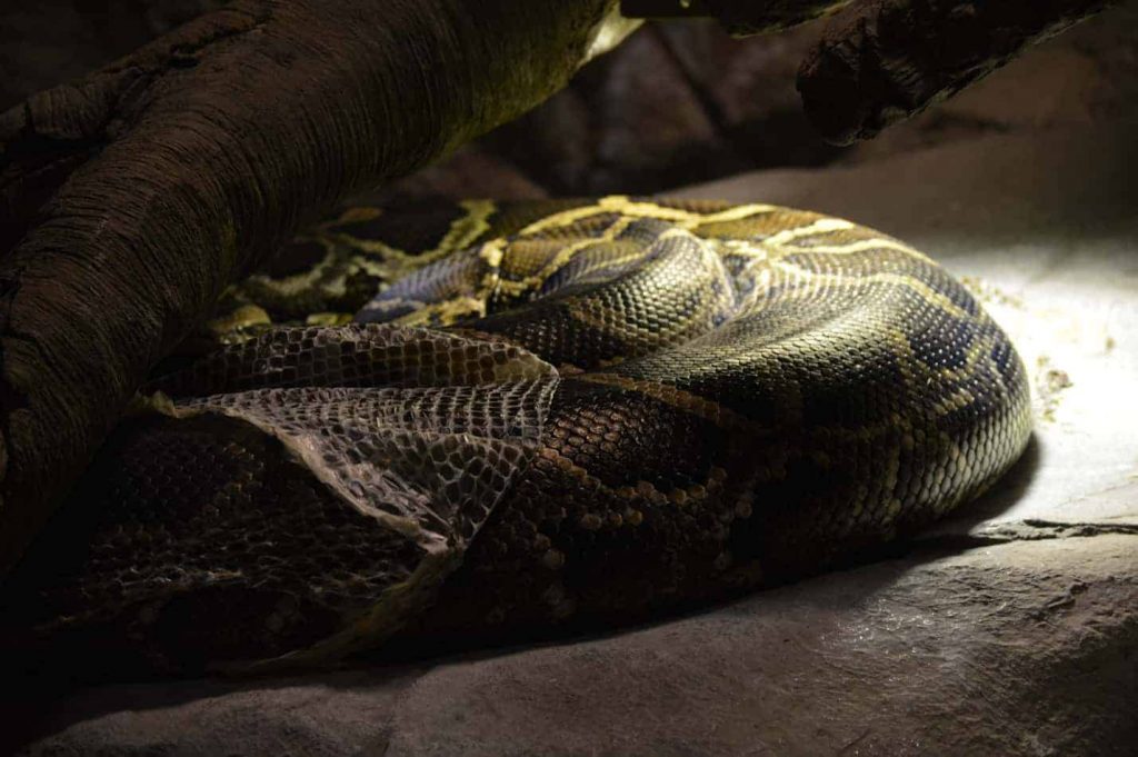 Why Did Your Ball Python Stop Eating?