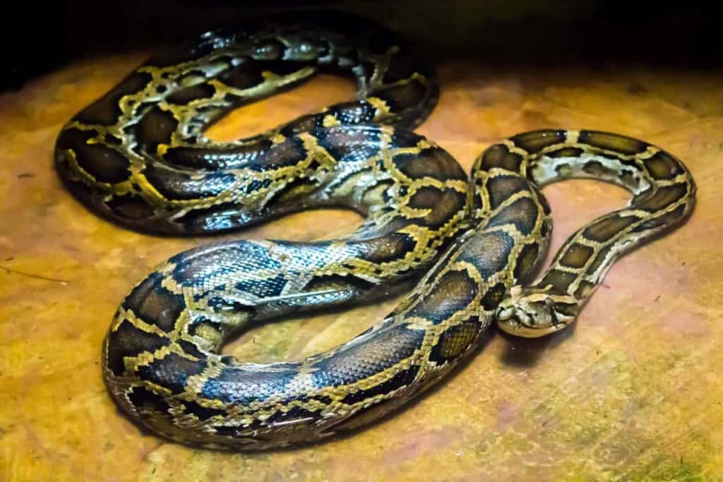 Burmese Python (Python Molorus Bivittatus)