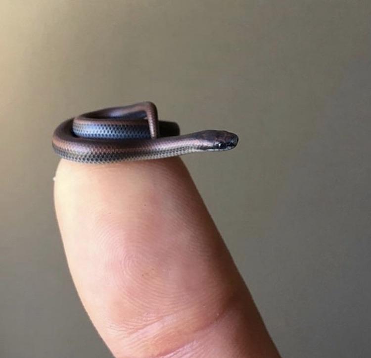 Barbados Thread snake - I am a small snake, ah no, I am one of the smallest snakes
