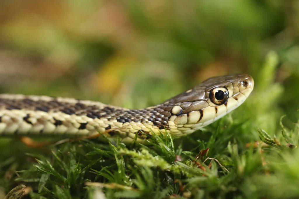 home remedy garter snake repellent