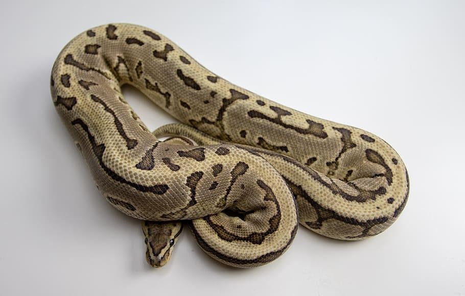Ball Pythons Latch On When They Bite