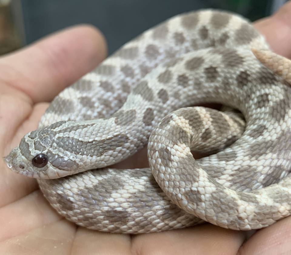 Western Hognose Snake