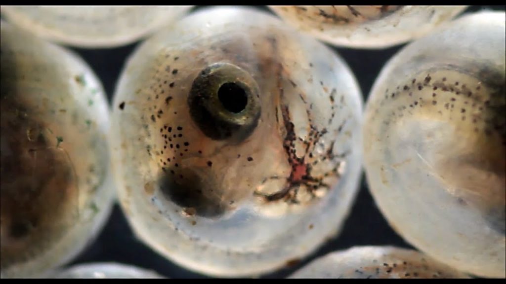 101+ Pictures of puffer fishes HD Download Folder