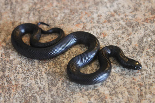Image result for Kingsnake