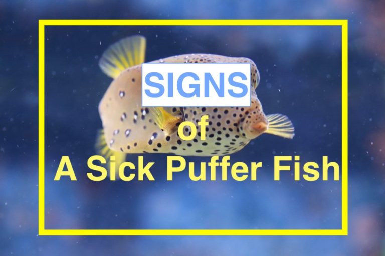 How To Tell If Your Puffer Fish Is Dying 11 Signs of pufferfish