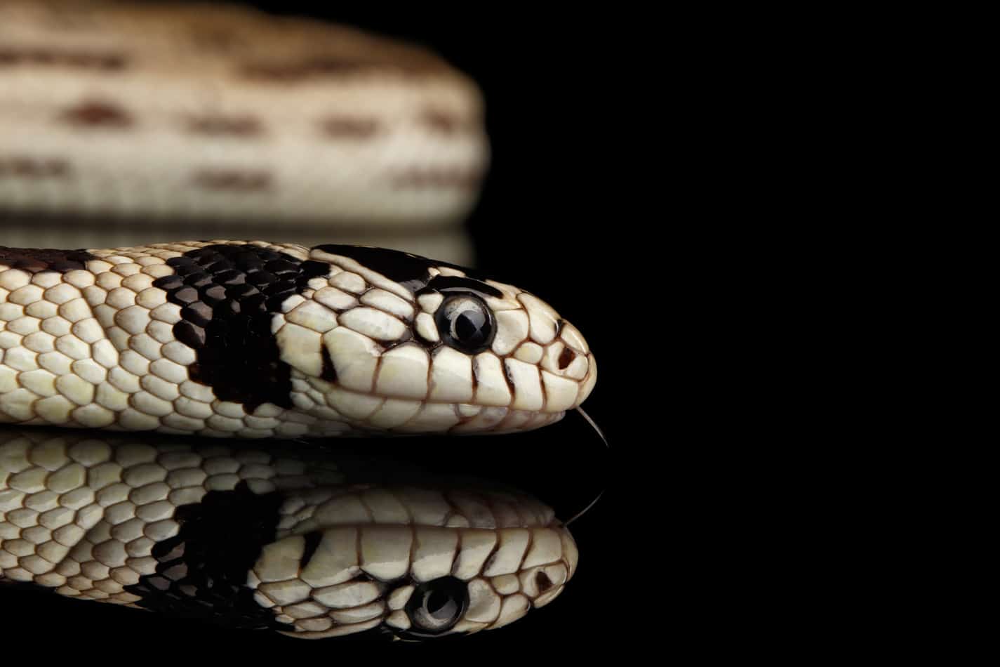 What s The Temperament Of A California King Snake UniquePetsWiki