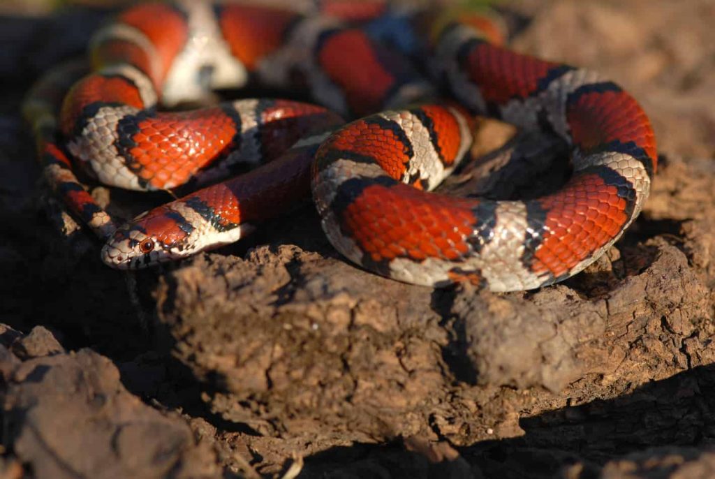 Milk snakes are climbers, but they don't do this often