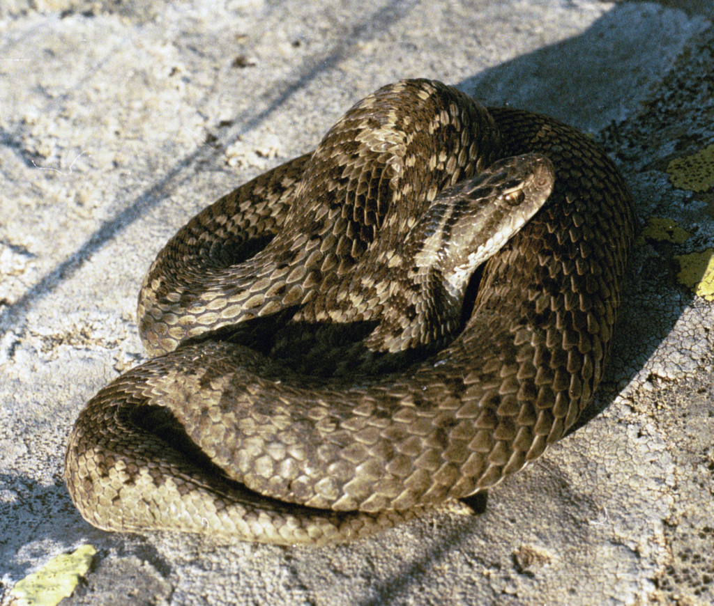 rare snake: Darevsky’s Viper