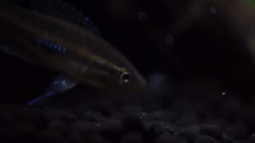 Link Els Gourami