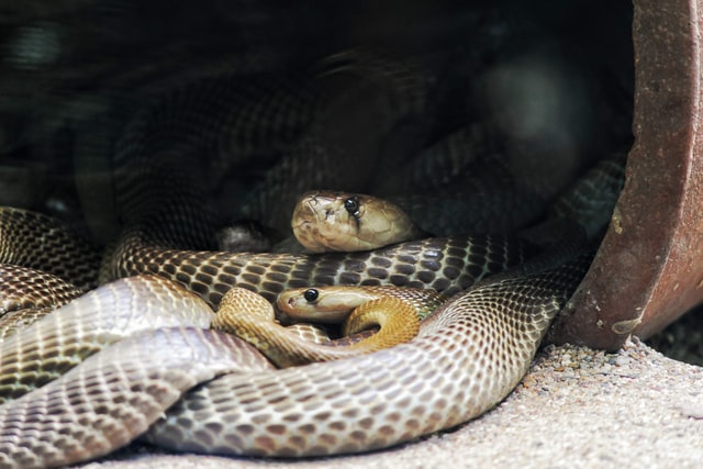 baby snakes