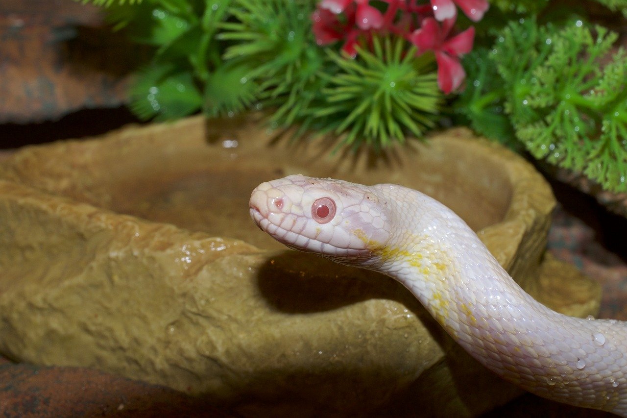 do-corn-snakes-have-fangs