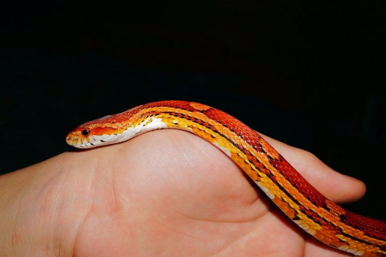 Do Corn Snakes Have Fangs 