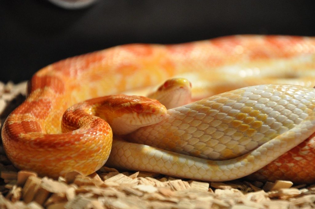 Do Corn Snakes have Fangs?