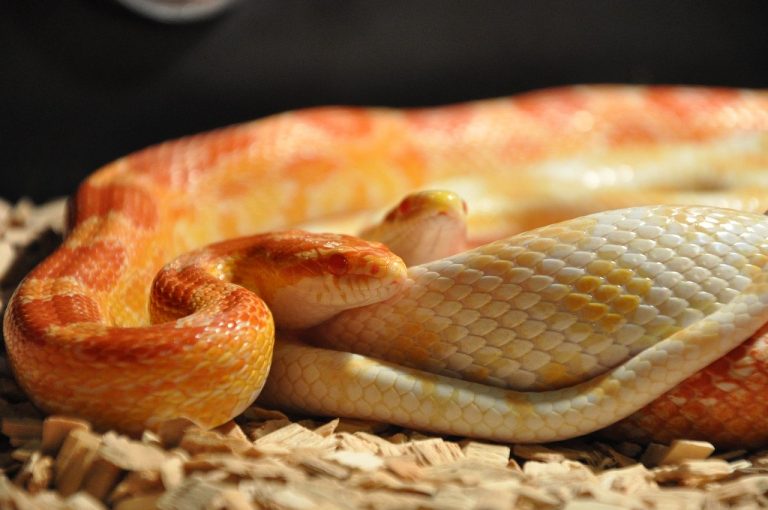do-corn-snakes-have-fangs