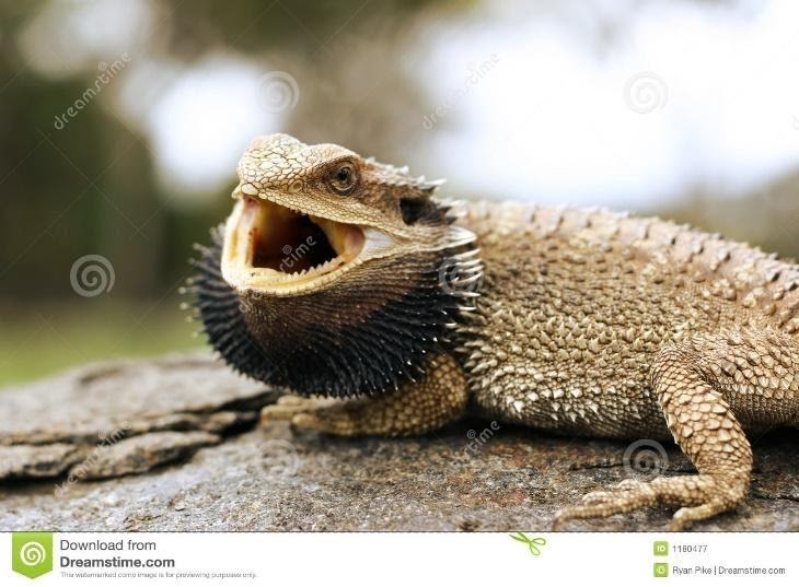 Bearded Dragons