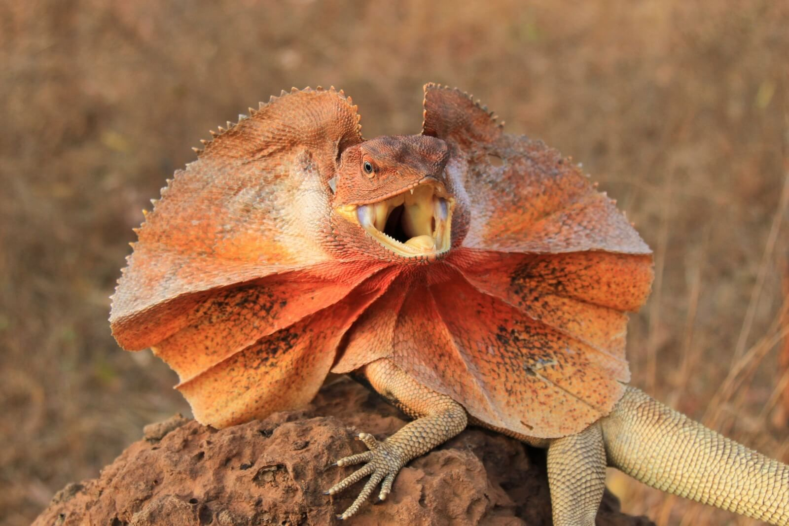 What Pet Reptile Should You Get Top 7 Best Reptiles For Beginners