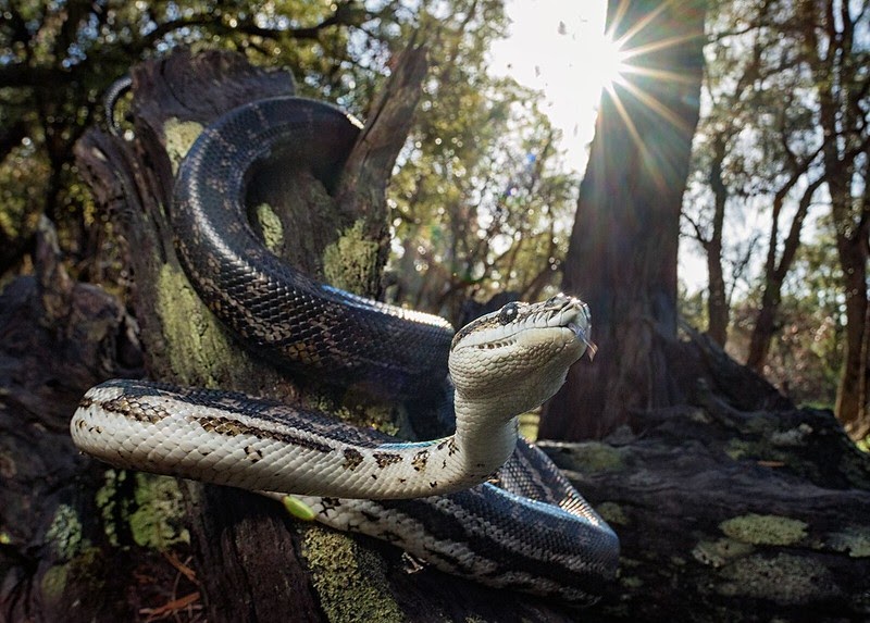 Carpet python: Non venomous arboreal snake