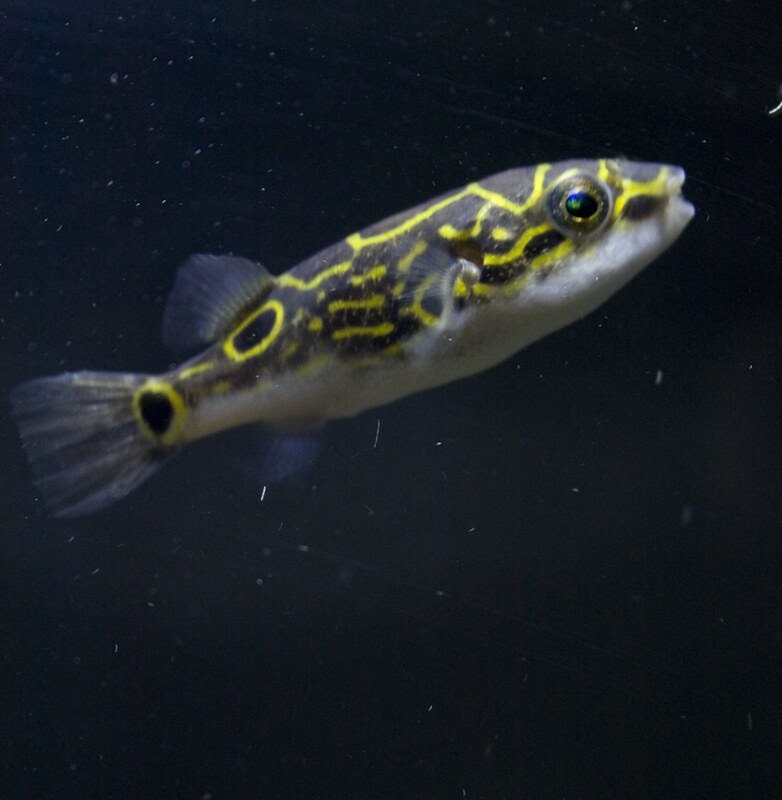 Figure 8 puffer