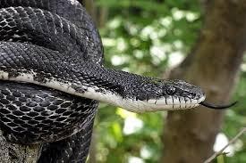 Figure 1. Black Rat Snake Is Not Poisonous