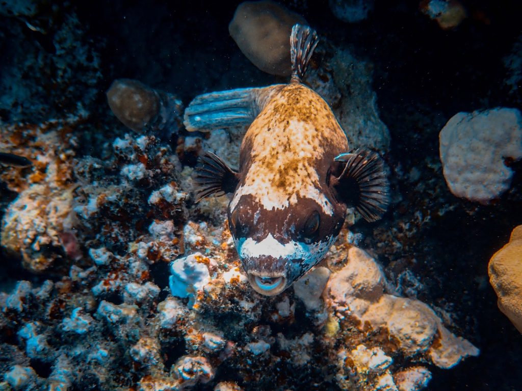 Tanking a underwater camera to have nice photos is well