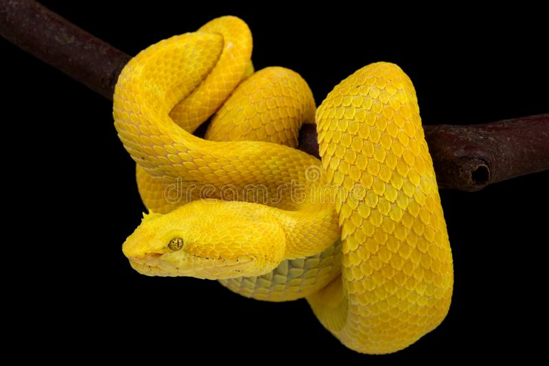 Smallest arboreal snake: Eyelash Viper