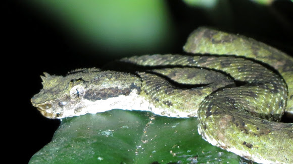Smallest arboreal snake: Eyelash Viper – Green spotted breed