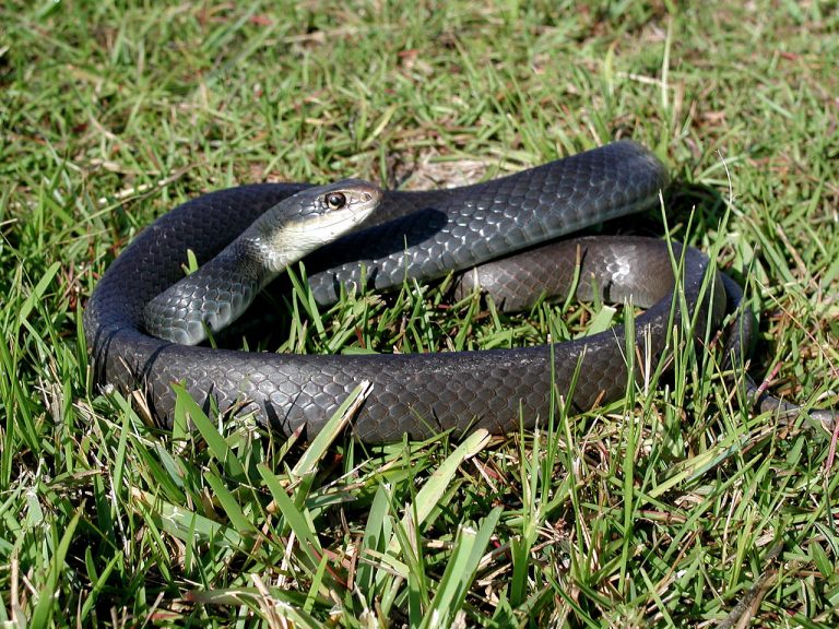 Benefits of Black Snakes Reason you should and should not keep it?