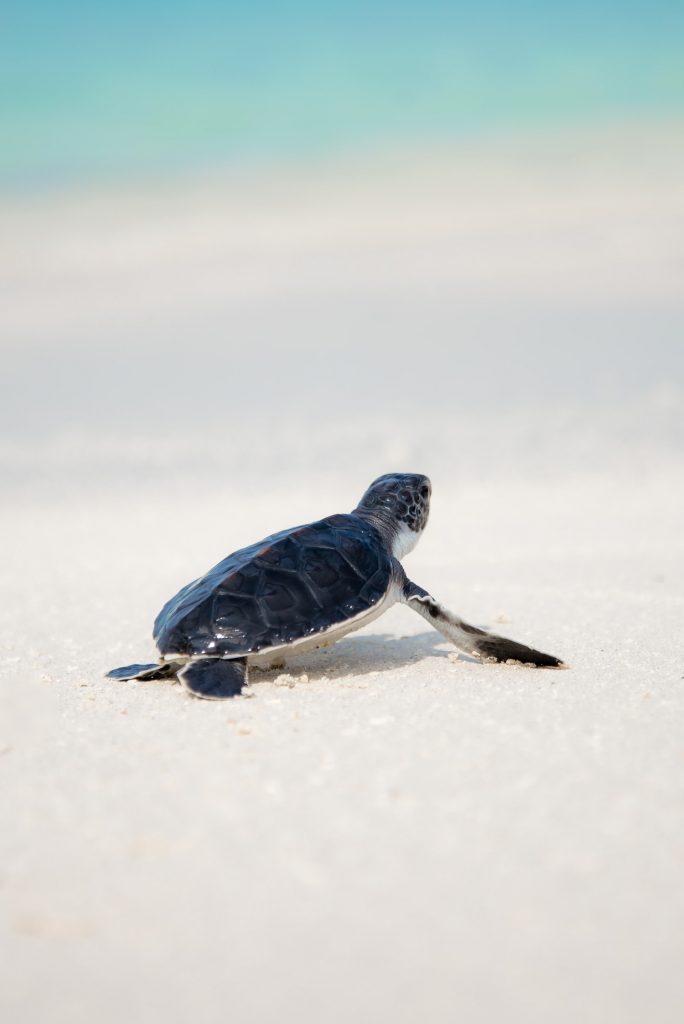 differences between tortoise and turtle