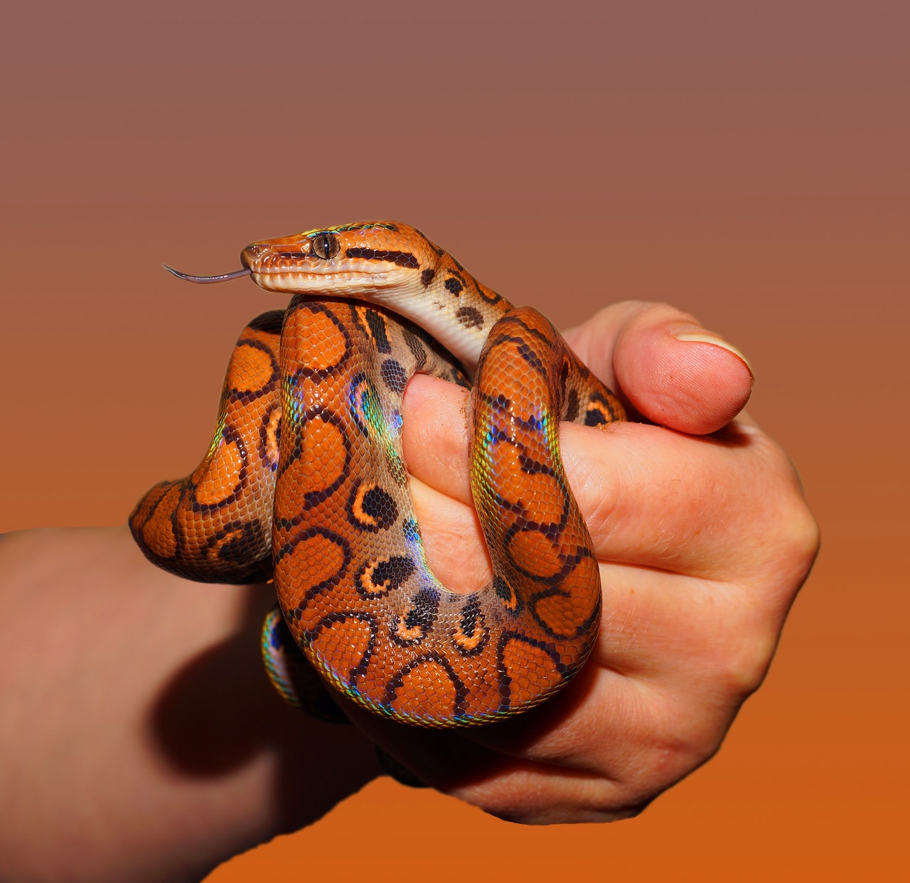 Do Baby Snakes Stay With Their Mother?
