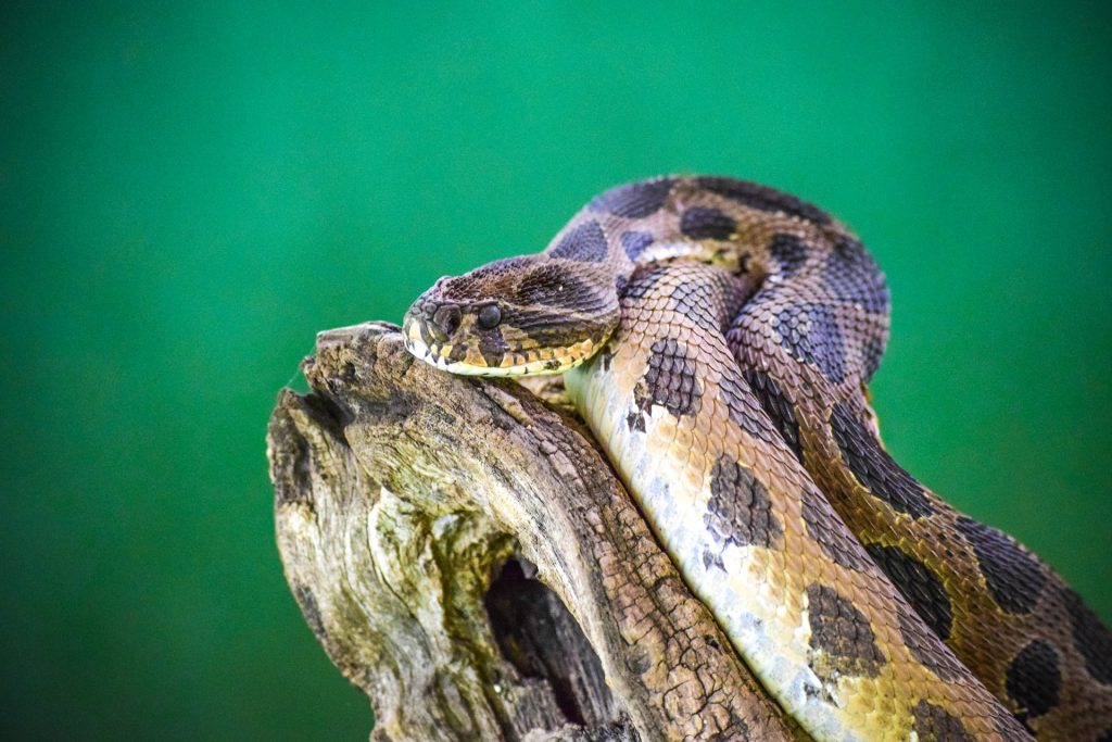 Rattle Snakes Are Good Climbers