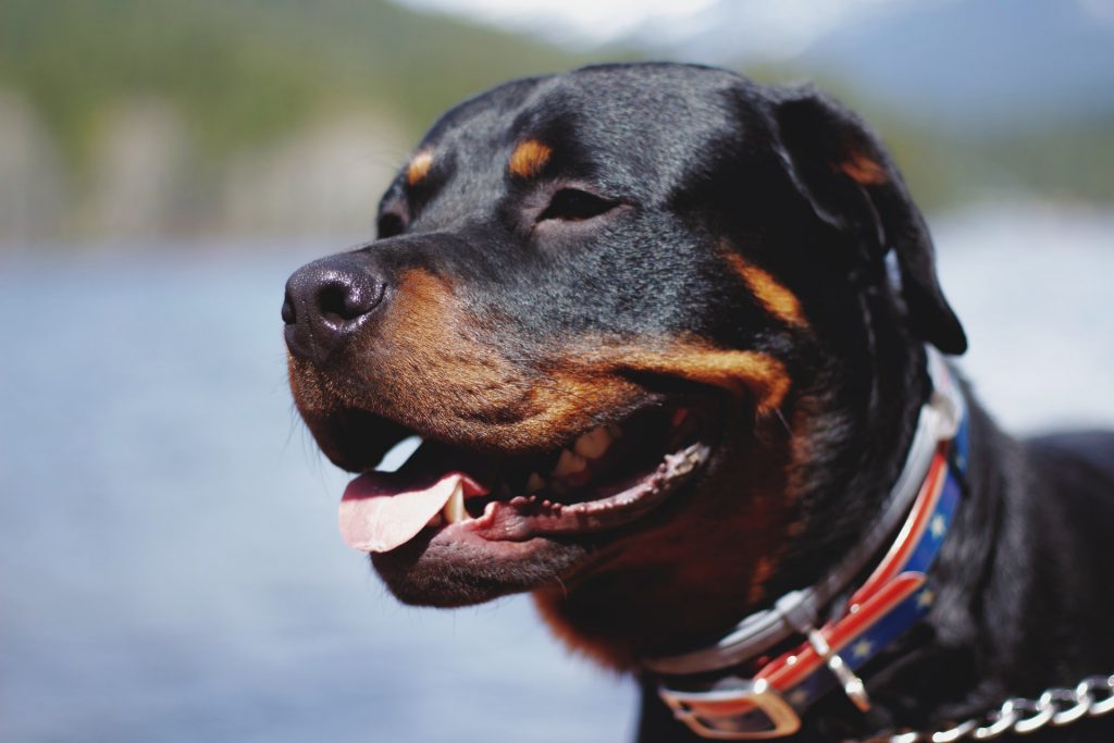 Rottweilers are not hypoallergenic