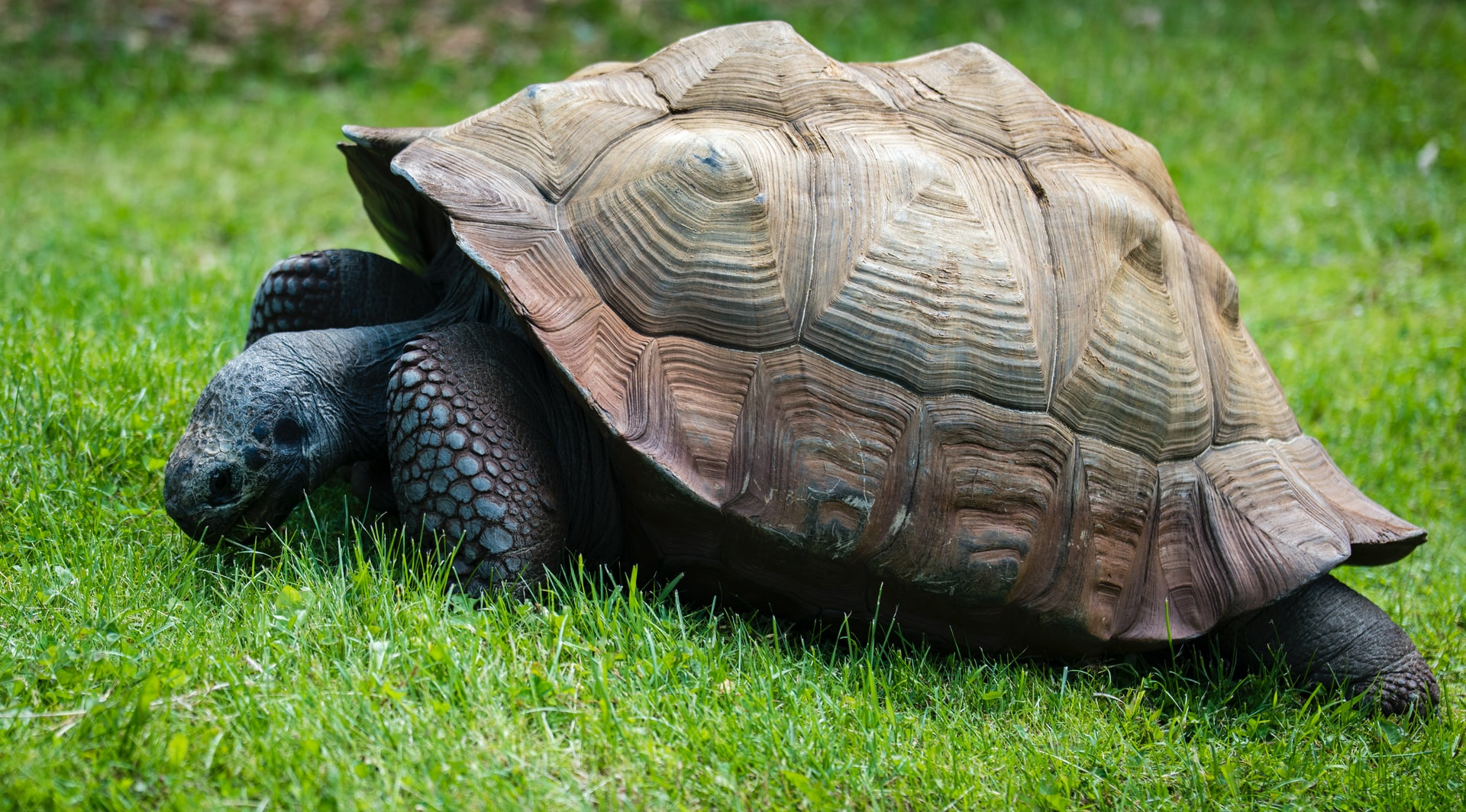 What Are The Differences Between Tortoise And Turtle 