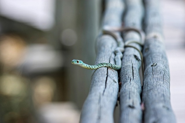 Snake might die from attacked