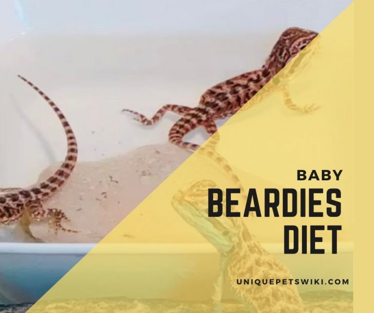 Bearded Dragon Diet What To Feed Your Beardies? How Often They Eat By